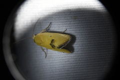 Ponometia tortricina