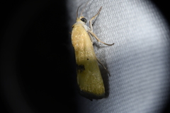 Ponometia tortricina