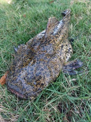 Lophiosilurus apurensis