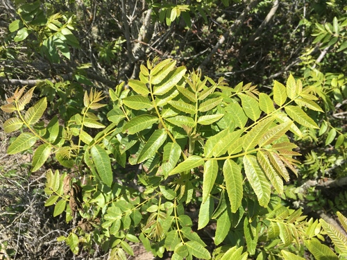 Hind's Black Walnut seedling