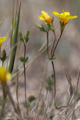 Leptosiphon chrysanthus