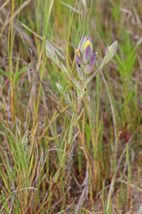 Chloropyron maritimum canescens