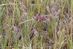 Chloropyron maritimum canescens