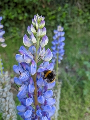 Bombus terrestris