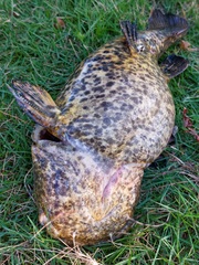 Lophiosilurus apurensis