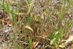 Chloropyron maritimum canescens