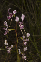 Diuris dendrobioides