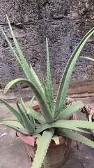 Aloe vera