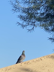Columba livia domestica