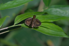 Callimormus interpunctata