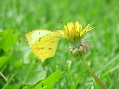 Abaeis salome gaugamella