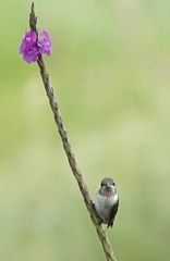 Selasphorus flammula simoni