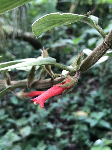 Columnea angustata, photograph 2