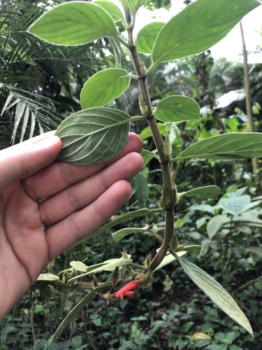 Columnea angustata, photograph 3