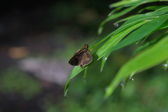 Callimormus interpunctata