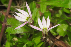 Lobelia chinensis