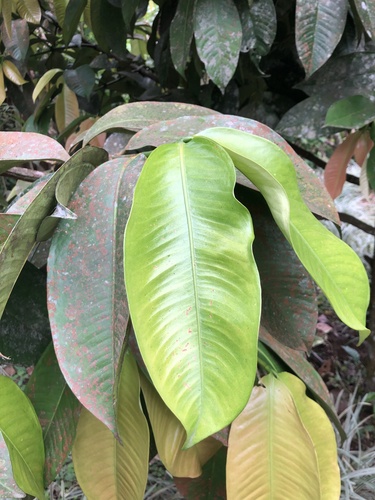 Garcinia mangostana
