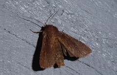 Ichneutica infensa