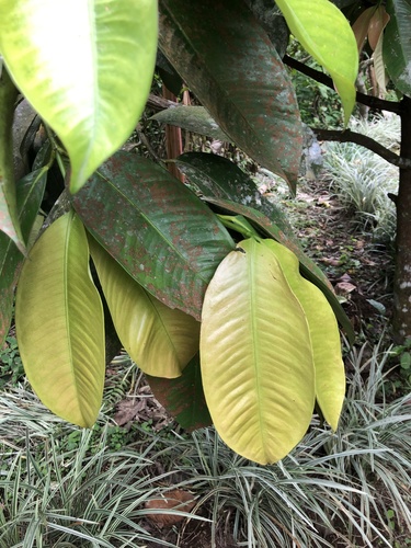 Garcinia mangostana