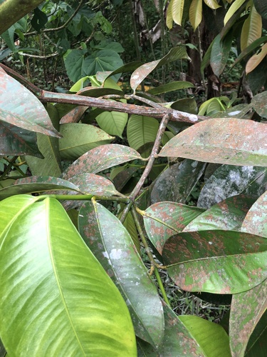 Garcinia mangostana