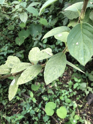 Columnea angustata, photograph 4