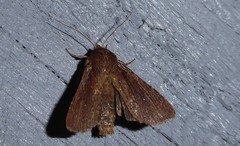 Ichneutica infensa
