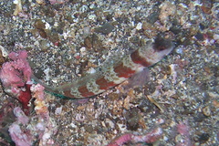 Amblyeleotris periophthalmus