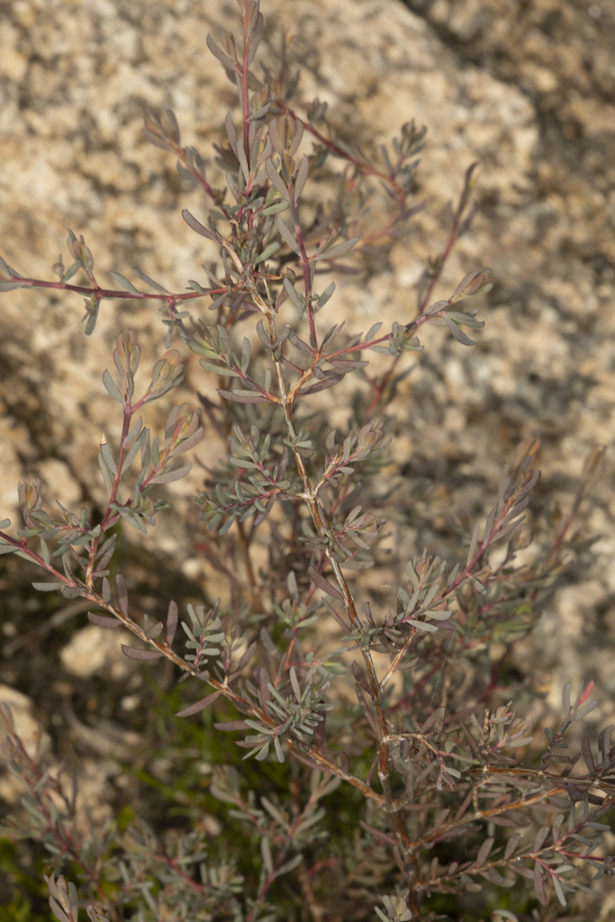 Homoranthus lunatus