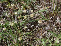 Leptinella pusilla
