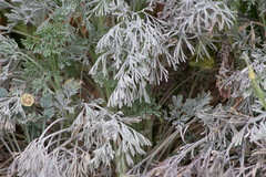 Erysiphe cruciferarum