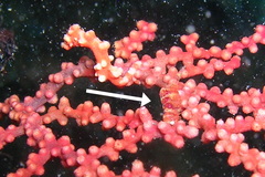 Hamodactylus boschmai