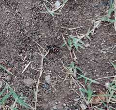 Traumatomutilla centralis