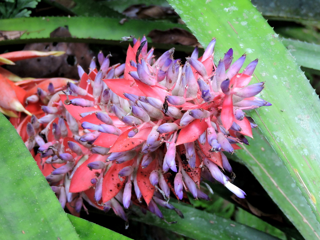 Aechmea vallerandii