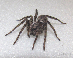 Tomopisthes horrendus