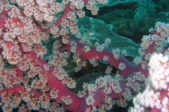 Siphonogorgia godeffroyi