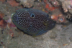 Calloplesiops altivelis