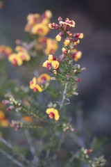 Dillwynia laxiflora
