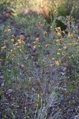 Dillwynia laxiflora