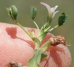 Trifolium ornithopodioides