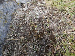 Leptinella pusilla