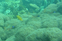 Ostorhinchus compressus