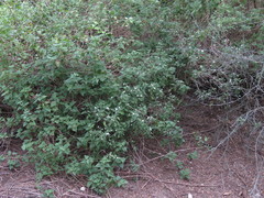 Lantana canescens