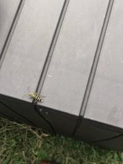 Placosternus difficilis