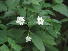 Lantana canescens