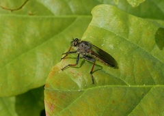 Pamponerus germanicus