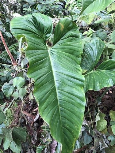 Philodendron subhastatum