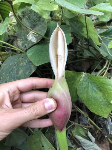 Philodendron subhastatum