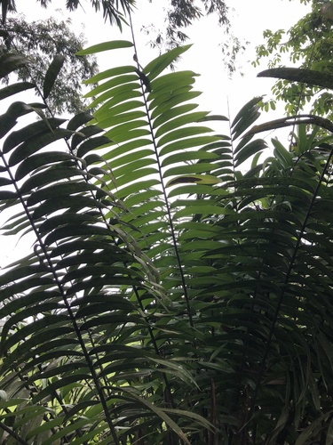 Zamia lindenii, photograph 4