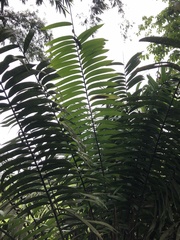 (c) Skjold Søndergaard, some rights reserved (CC BY) Zamia lindenii, photograph (c) Skjold Søndergaard, some rights reserved (CC BY)