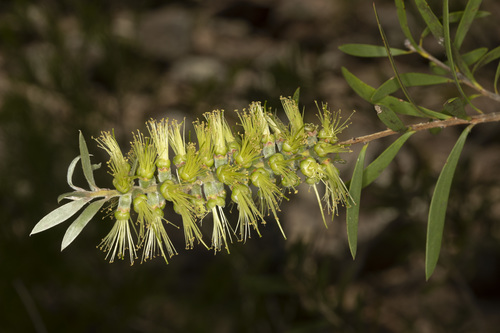 Callistemon flavovirens, 2021-12-03